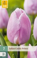 Tulipa Candy Prince, 7 stuks
