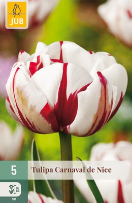 Tulipa Carnaval de Nice, 5 stuks