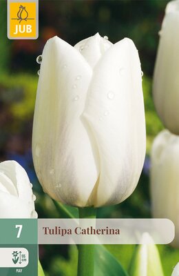 Tulipa Catherina, 7 stuks