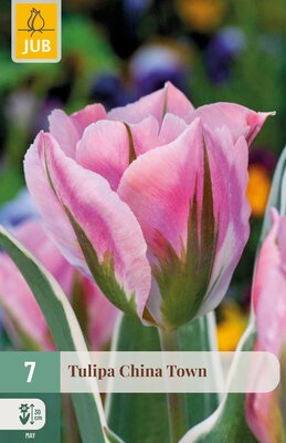 Tulipa China Town, 7 stuks