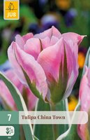 Tulipa China Town, 7 stuks