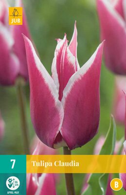 Tulipa claudia 7 stuks
