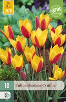 Tulipa clusiana Cynthia, 10 stuks
