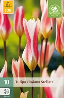 Tulipa clusiana Stellata, 10 stuks