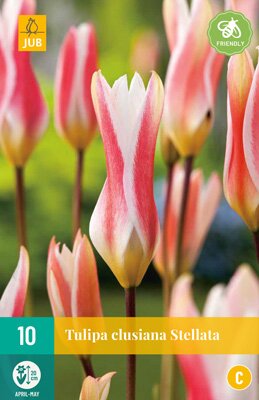 Tulipa clusiana stellata 10 stuks