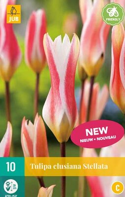 Tulipa clusiana stellata 10st
