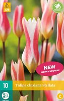 Tulipa clusiana stellata 10st