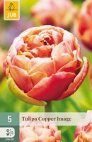 Tulipa Copper Image, 5 stuks