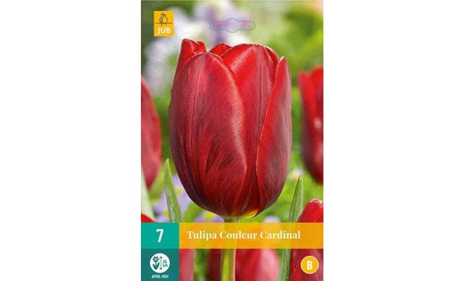 Tulipa couleur cardinal 7st - afbeelding 1