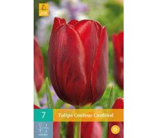 Tulipa couleur cardinal 7st - afbeelding 2