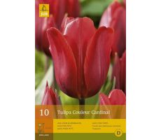 Tulipa couleur cardinal 7st - afbeelding 3