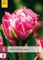 Tulipa Crispion Sweet, 5 stuks