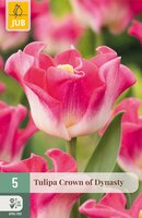 Tulipa Crown of Dynasty, 5 stuks