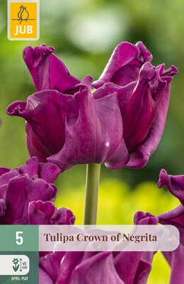 Tulipa Crown of Negrita, 5 stuks