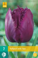 Tulipa curly sue 7 stuks