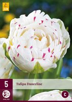 Tulipa danceline 5st - afbeelding 2