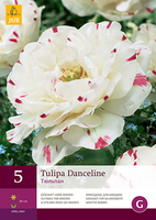 Tulipa danceline 5st - afbeelding 2