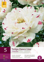 Tulipa danceline 5st - afbeelding 3