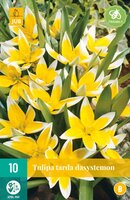 Tulipa tarda dasystemon 10 stuks