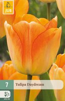 Tulipa Daydream, 7 stuks