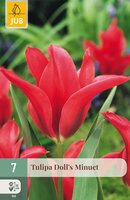 Tulipa Doll's Minuet, 7 stuks
