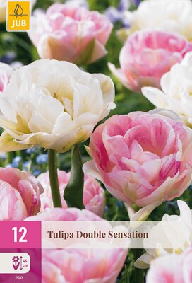 Tulipa Double Sensation, 12 stuks