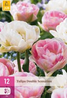 Tulipa Double Sensation, 12 stuks