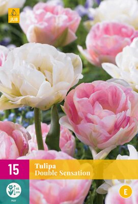 Tulipa double sensation 15 stuks