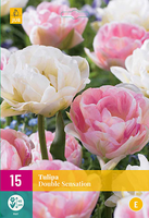 Tulipa double sensation 15st - afbeelding 3