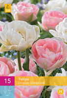Tulipa double sensation 15st - afbeelding 2
