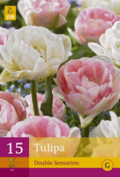 Tulipa double sensation 15st - afbeelding 3