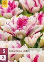 Tulipa Double Shake, 5 stuks