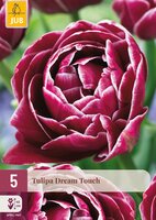 Tulipa Dream Touch, 5 stuks