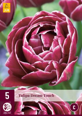Tulipa dream touch 5st - afbeelding 1