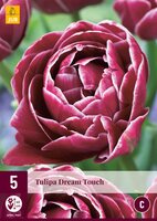 Tulipa dream touch 5st - afbeelding 2
