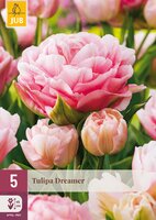 Tulipa Dreamer, 5 stuks