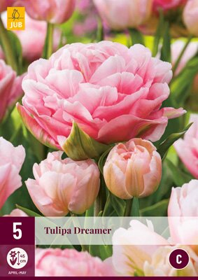 Tulipa dreamer 5 stuks
