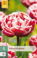 Tulipa Drumline, 5 stuks