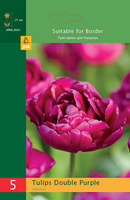 Tulipa dubbel paars 5st