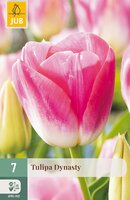 Tulipa Dynasty, 7 stuks