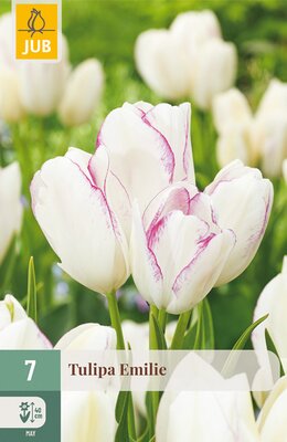 Tulipa Emilie, 7 stuks