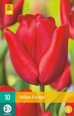 Tulipa escape 10st - afbeelding 1