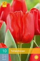 Tulipa escape 10st - afbeelding 3