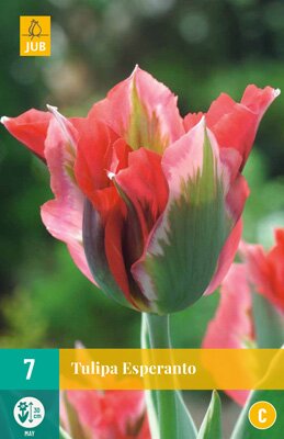 Tulipa esperanto 7 stuks