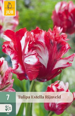 Tulipa Estella Rijnveld, 7 stuks