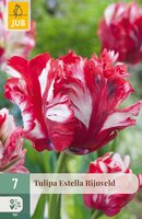 Tulipa Estella Rijnveld, 7 stuks