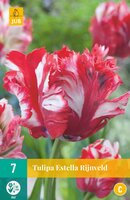Tulipa estella rijnveld 7 stuks