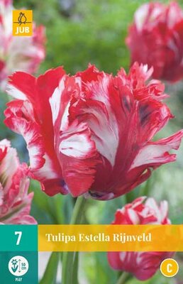 Tulipa estella rijnveld 7st - afbeelding 1
