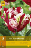 Tulipa estella rijnveld 7st - afbeelding 4