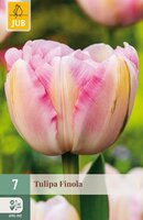 Tulipa Finola, 7 stuks